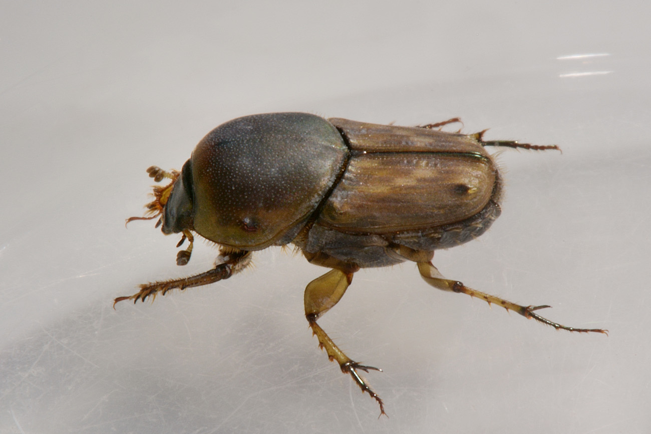 Scarabaeidae, Euoniticellus fulvus